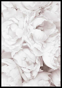 Primo piano di peonie rosa brillante con petali morbidi-6