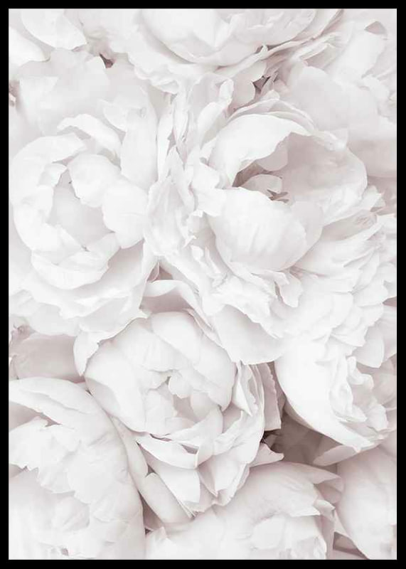 Primo piano di peonie rosa brillante con petali morbidi-12