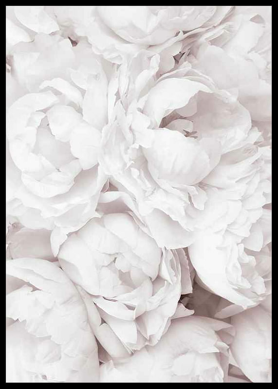Bright Pink Roses No3-12