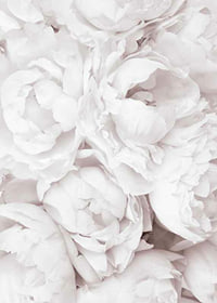 Primo piano di peonie rosa brillante con petali morbidi-7