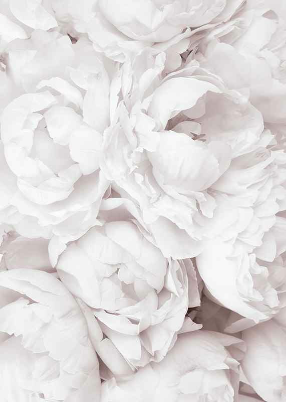 Primo piano di peonie rosa brillante con petali morbidi-12