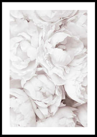 Primo piano di peonie rosa brillante con petali morbidi-0