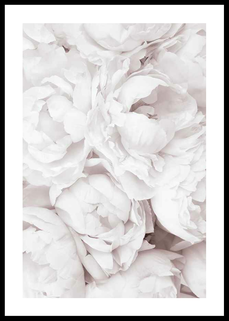 Primo piano di peonie rosa brillante con petali morbidi-12