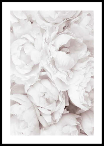 Poster Bright Pink Roses No3