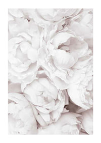Primo piano di peonie rosa brillante con petali morbidi-1