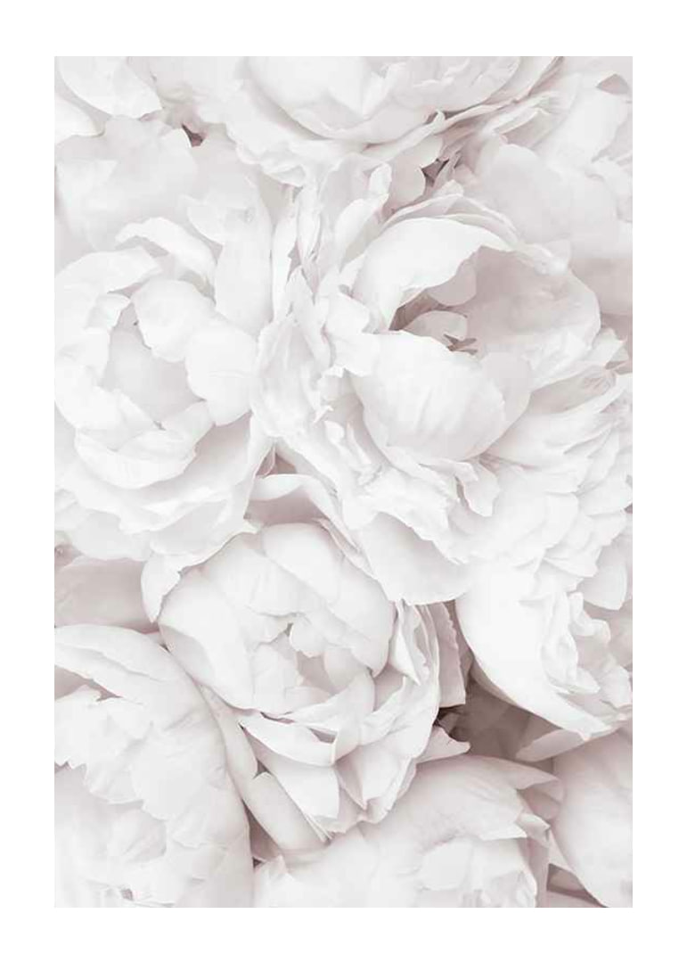 Primo piano di peonie rosa brillante con petali morbidi-12