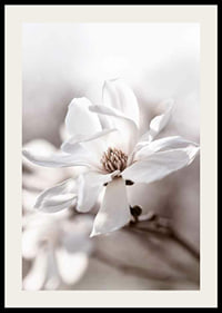 Close-up of white star magnolia with soft, blurred tones-2