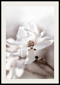 Fehér csillag magnólia közeli képe lágy, elmosódott tónusokkal-2