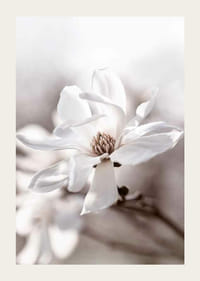 Fehér csillag magnólia közeli képe lágy, elmosódott tónusokkal-3