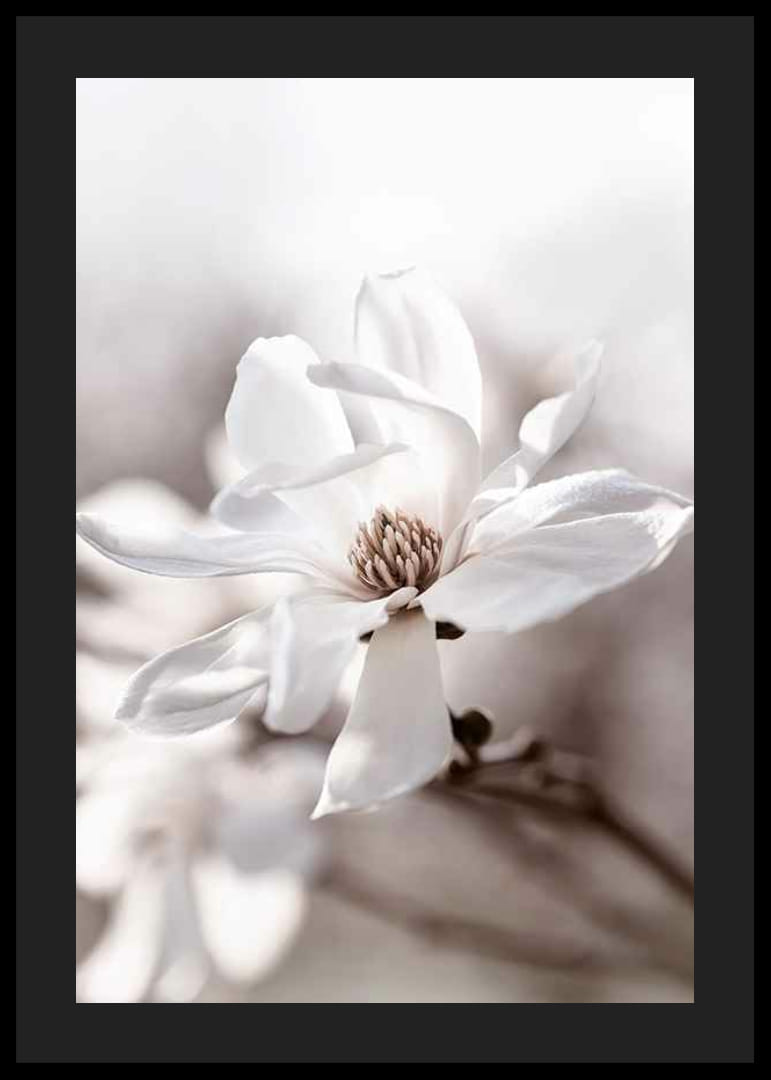 Fehér csillag magnólia közeli képe lágy, elmosódott tónusokkal-12