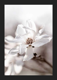 Close-up of white star magnolia with soft, blurred tones-5