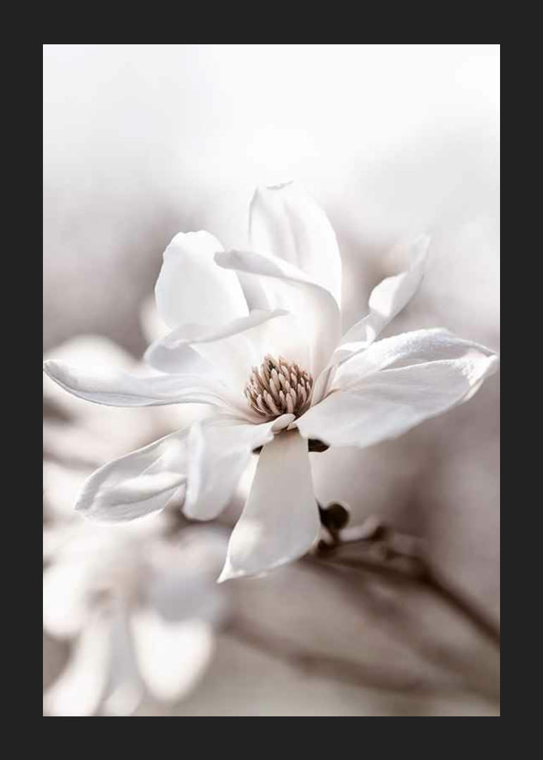 Fehér csillag magnólia közeli képe lágy, elmosódott tónusokkal-12