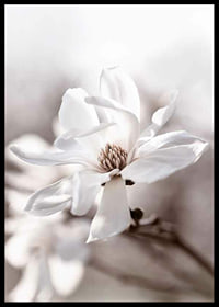 Close-up of white star magnolia with soft, blurred tones-6