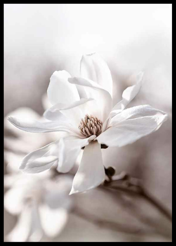 Close-up of white star magnolia with soft, blurred tones-12