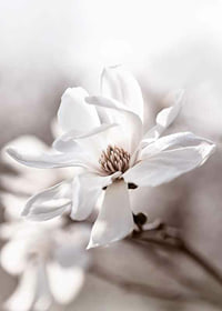 Close-up of white star magnolia with soft, blurred tones-7