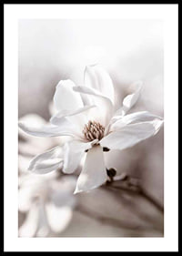 Close-up of white star magnolia with soft, blurred tones-0