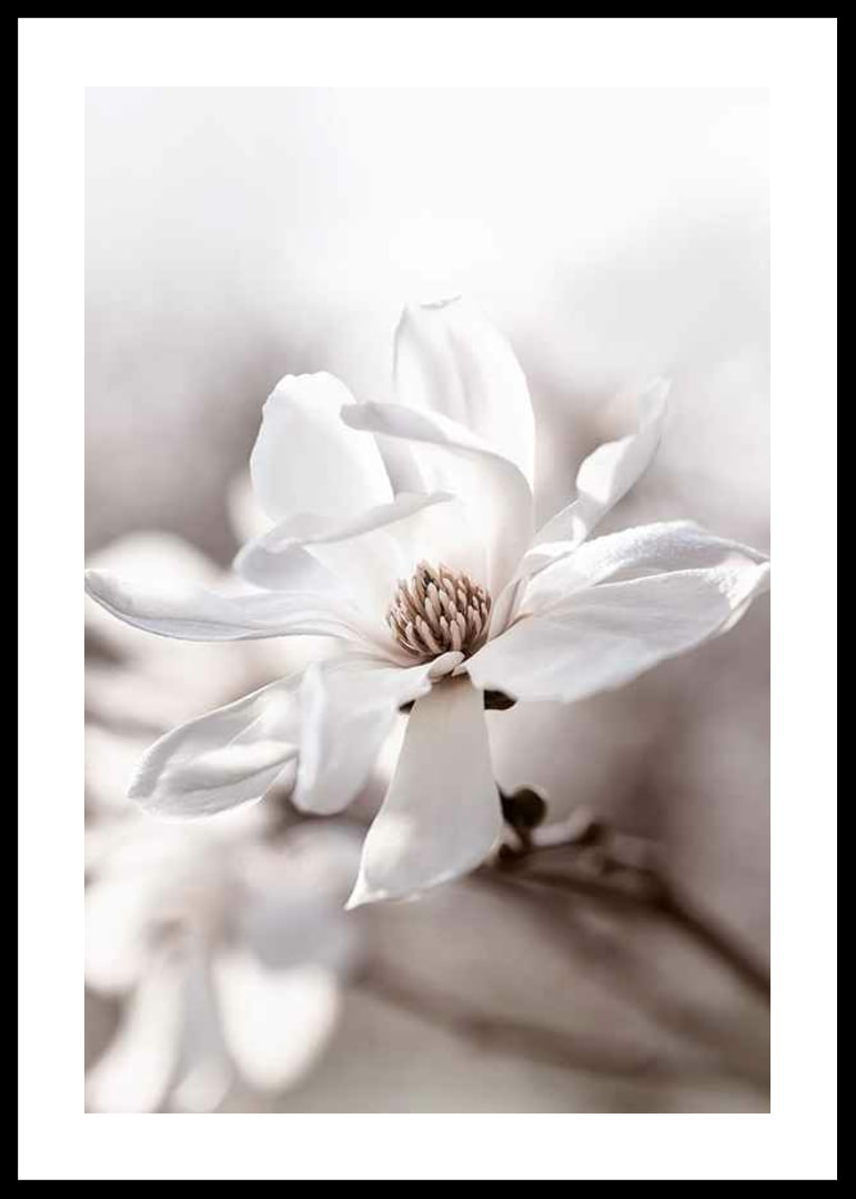 Close-up of white star magnolia with soft, blurred tones-12