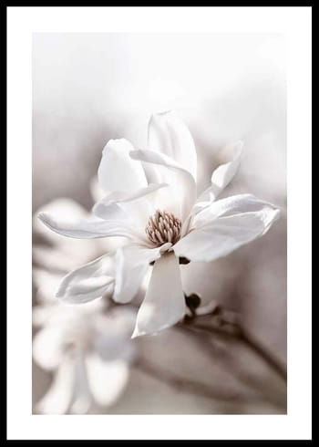 Poster Flowering Star Magnolia