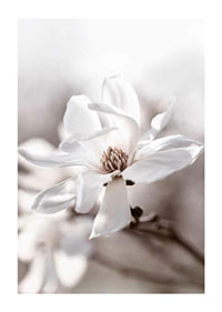 Close-up of white star magnolia with soft, blurred tones-1