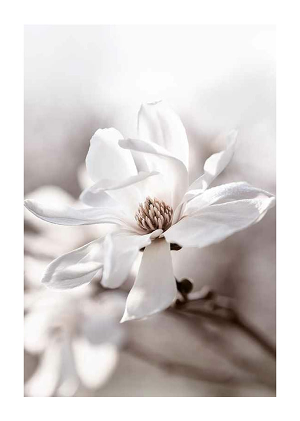 Plakāts Flowering Star Magnolia