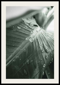 Nærbilde av store palmeblader med vanndråper, fotografisk stil-2