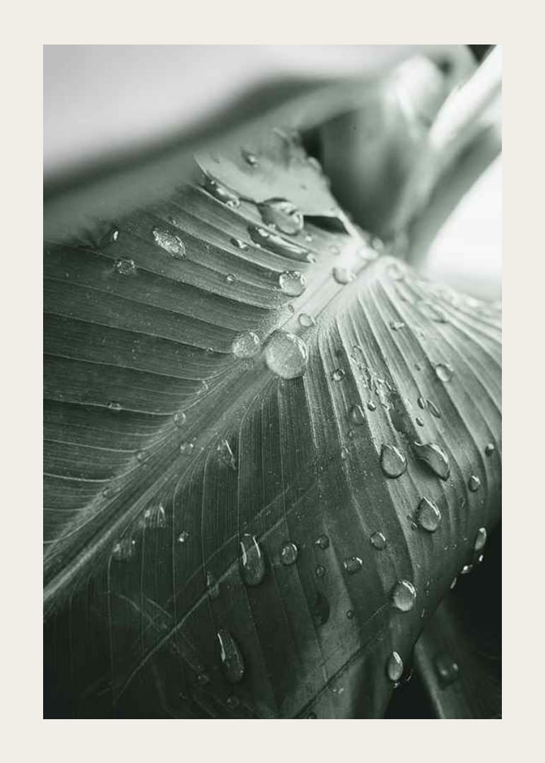 Nærbilde av store palmeblader med vanndråper, fotografisk stil-12