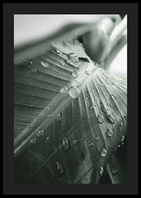 Close-up de grandes folhas de palmeira com gotas de água, estilo fotográfico-4
