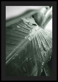 Nærbilde av store palmeblader med vanndråper, fotografisk stil-4