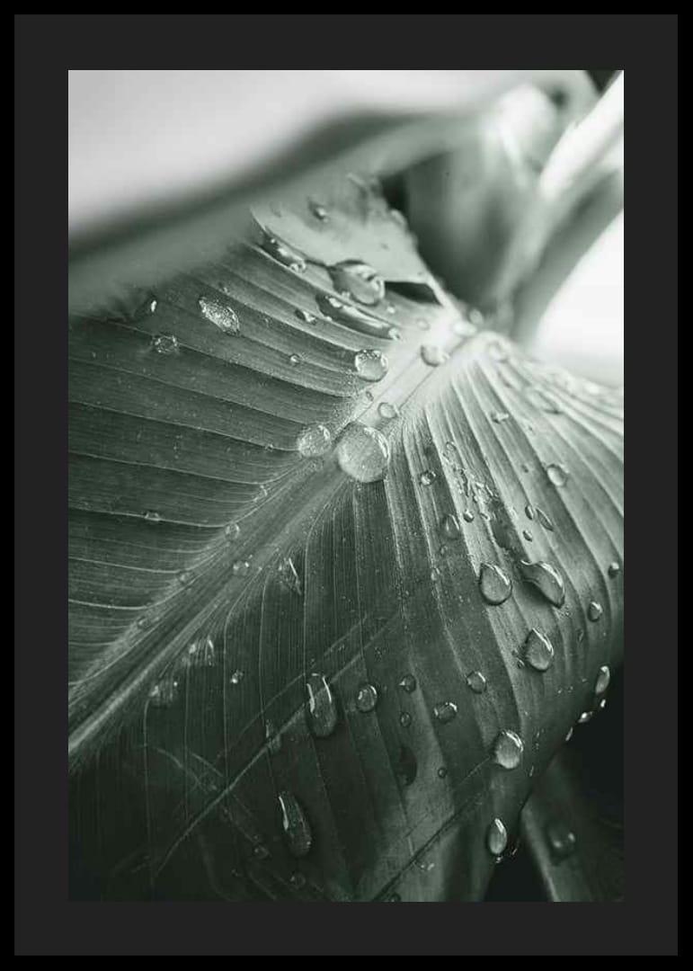 Nærbilde av store palmeblader med vanndråper, fotografisk stil-12