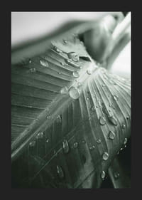 Nærbilde av store palmeblader med vanndråper, fotografisk stil-5
