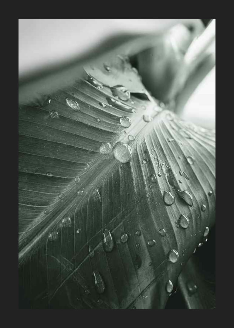 Nærbilde av store palmeblader med vanndråper, fotografisk stil-12