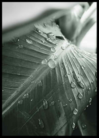 Close-up de grandes folhas de palmeira com gotas de água, estilo fotográfico-6