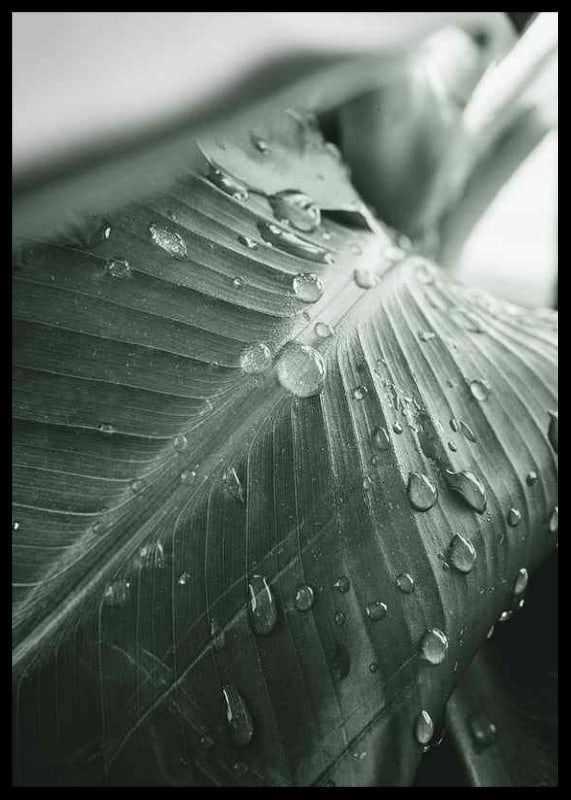 Close-up de grandes folhas de palmeira com gotas de água, estilo fotográfico-12