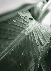 Close-up de grandes folhas de palmeira com gotas de água, estilo fotográfico-7