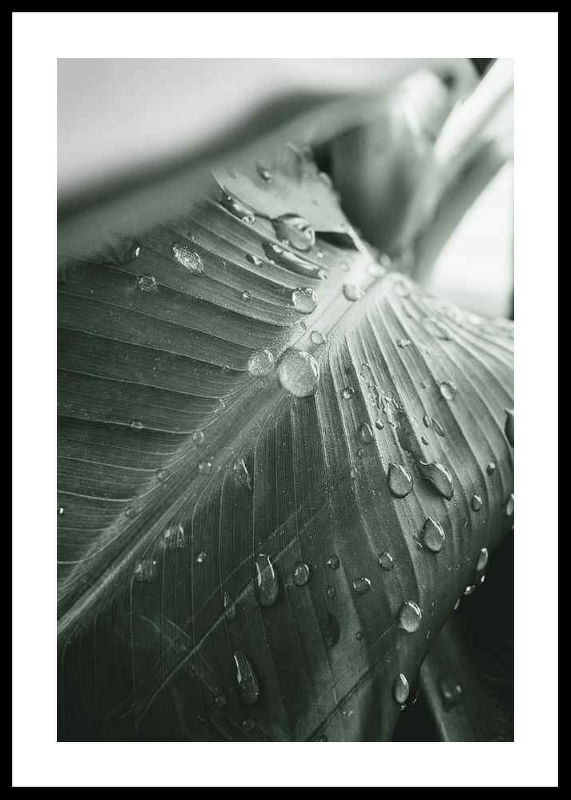 Palm Leaf Raindrops-12