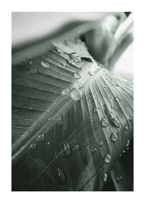 Plakāts Palm Leaf Raindrops