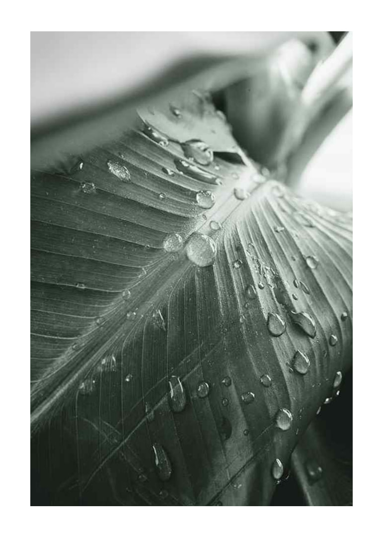 Close-up de grandes folhas de palmeira com gotas de água, estilo fotográfico-12