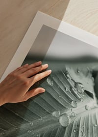 Close-up de grandes folhas de palmeira com gotas de água, estilo fotográfico-9