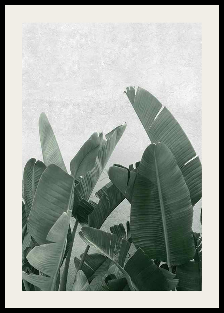 Fotografisk nærbilde av grønne bananblader mot lysegrå bakgrunn-12