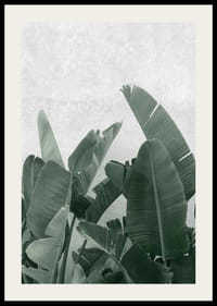 Gros plan photographique de feuilles de bananier vertes sur fond gris clair-2