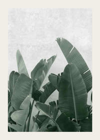 Gros plan photographique de feuilles de bananier vertes sur fond gris clair-3