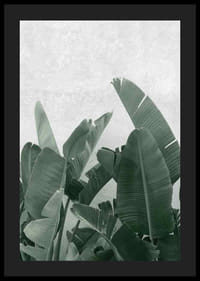 Gros plan photographique de feuilles de bananier vertes sur fond gris clair-4