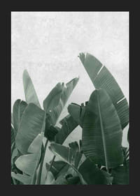 Gros plan photographique de feuilles de bananier vertes sur fond gris clair-5