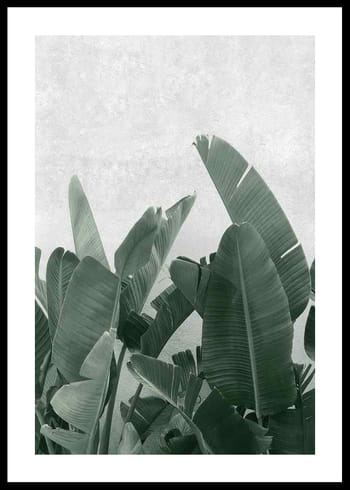 Póster Banana leaves No3