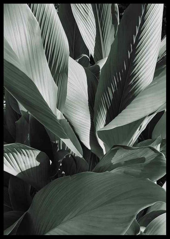 Banana Leaves No4-12