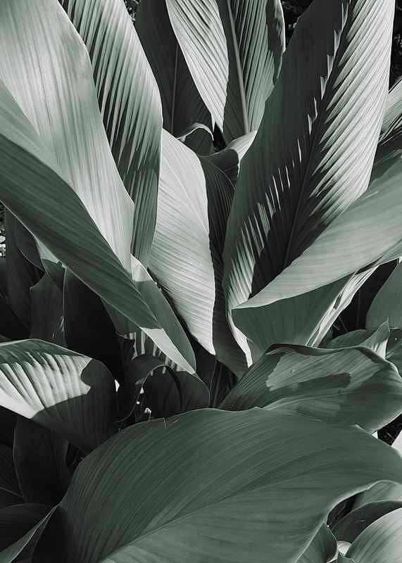 Banana Leaves No4-12