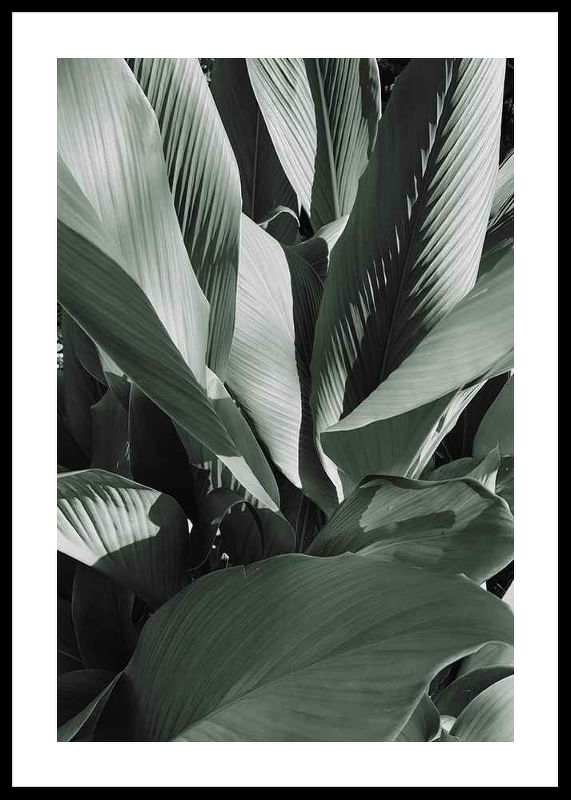Banana Leaves No4-12