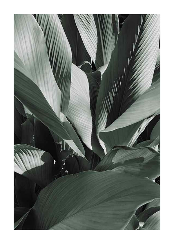 Plakāts Banana Leaves No4