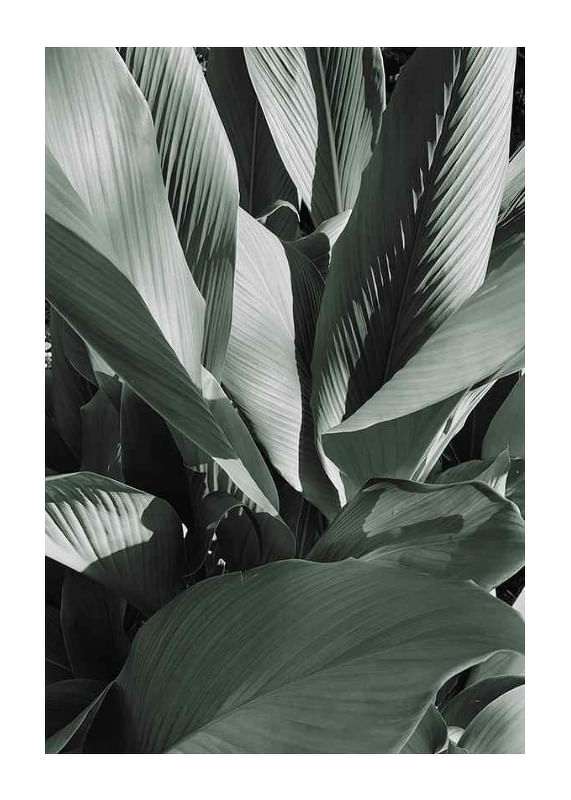 Banana Leaves No4-12