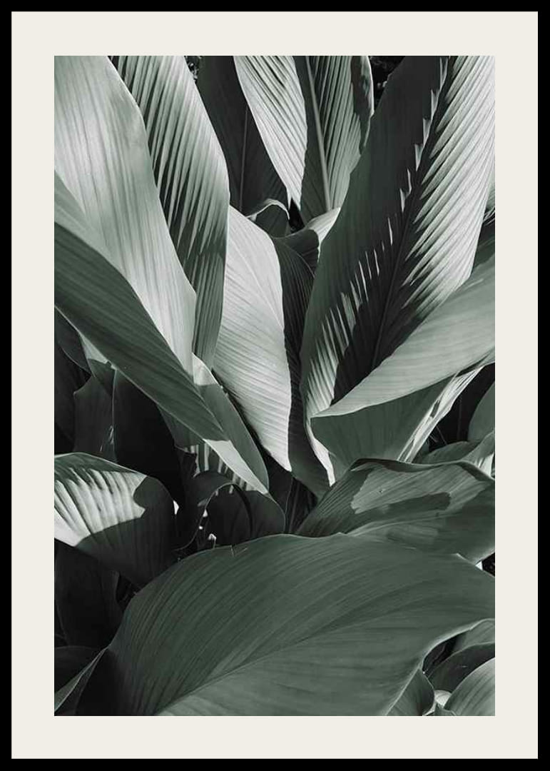 Close-up van grote bananenbladeren in dofgroene tinten-12